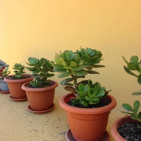 Las Palmeras Διαμέρισμα Icod De Los Vinos